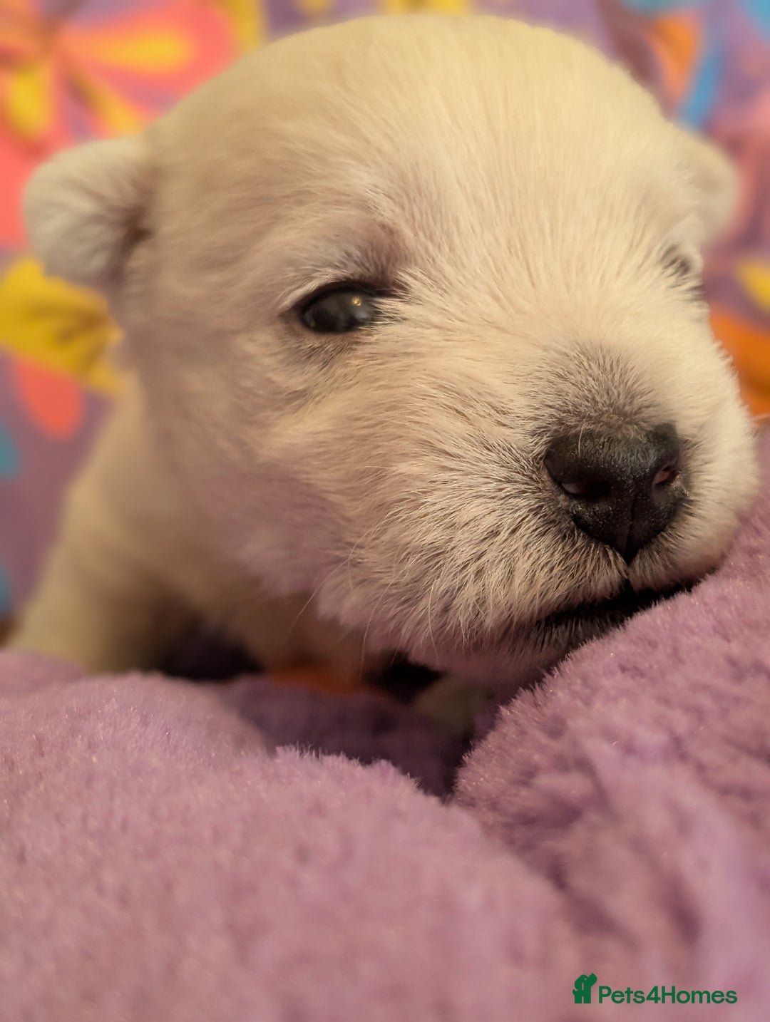 West Highland Terrier dogs for sale: Lovely westies puppies from excellent show linage - Image 3