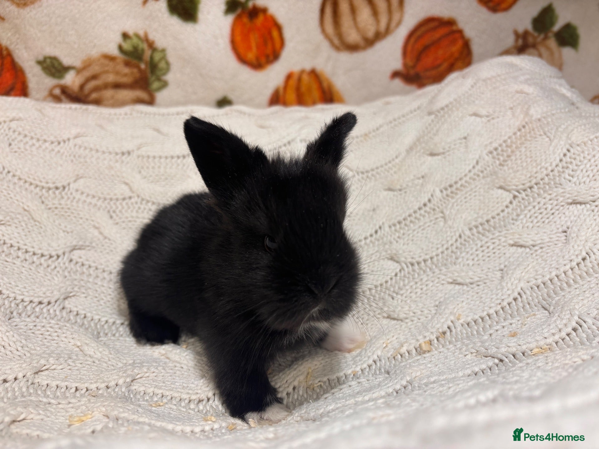 Mini Lion Lop rabbits 5 beautiful mini lion lops  - Advert 2