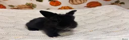 Mini Lion Lop rabbits for sale: 5 beautiful mini lion lops  - Advert 2