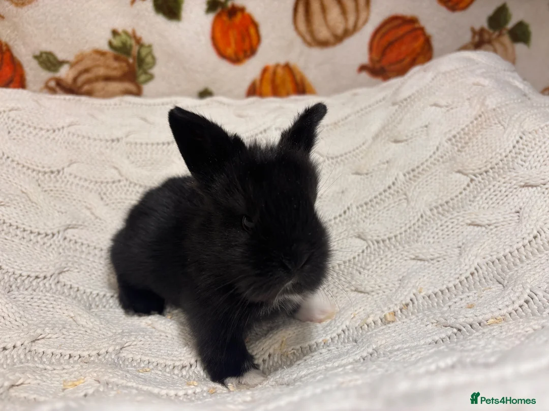 Mini Lion Lop rabbits for sale: 5 beautiful mini lion lops  - Advert 2