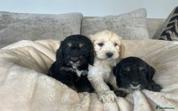 Cockapoo dogs for sale: Adorable F1 cockapoo puppies  - Image 11