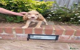 Cocker Spaniel dogs for sale: Gorgeous Adorable Golden Type Cocker  Spaniel  - Image 4