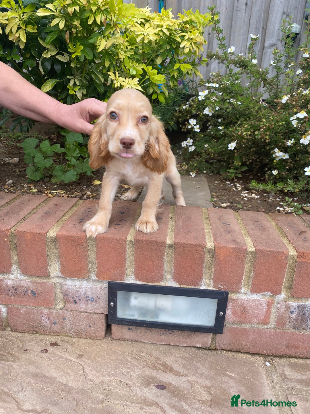 Cocker Spaniel dogs for sale: Gorgeous Adorable Golden Type Cocker  Spaniel  - Image 4