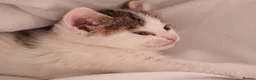Domestic Shorthair cats for sale: Kittens for sale - Advert 2