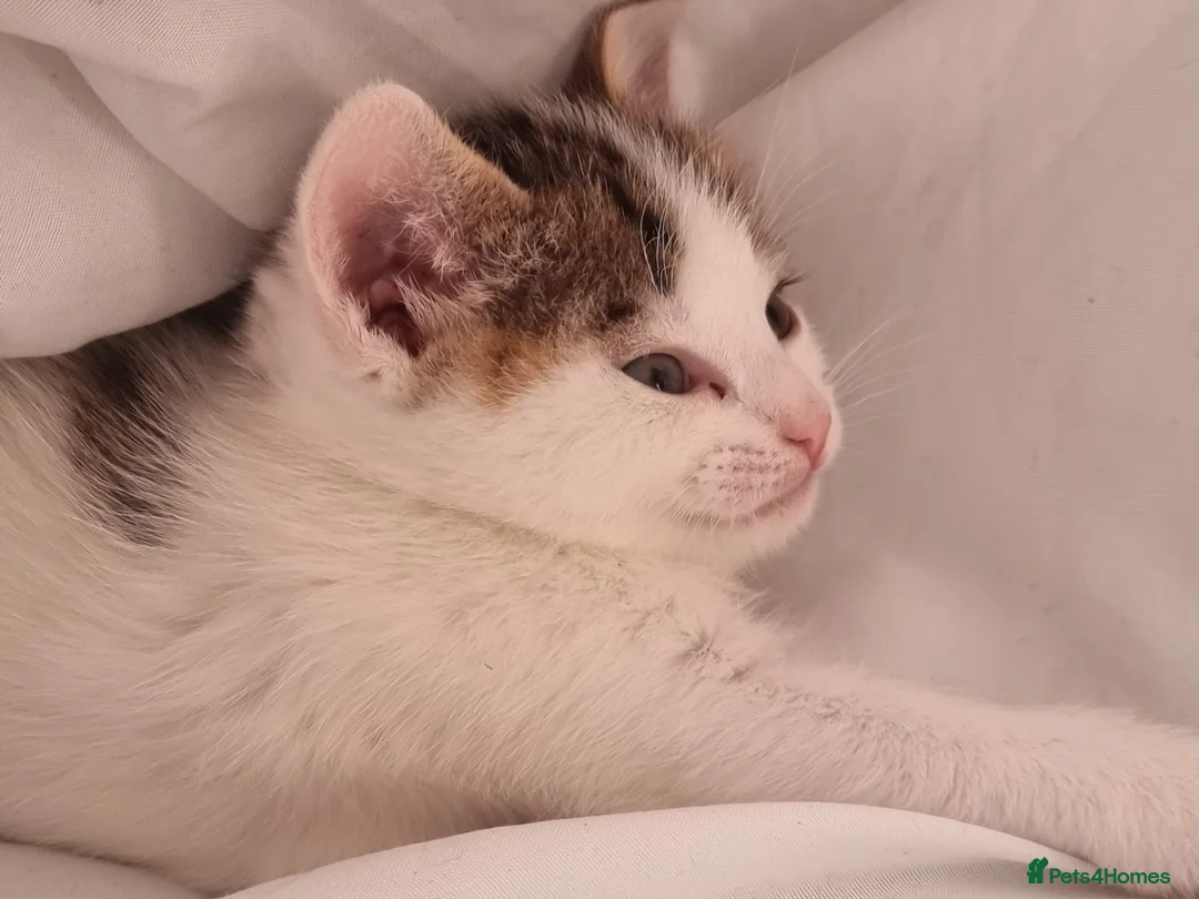Domestic Shorthair cats for sale: Kittens for sale - Advert 2