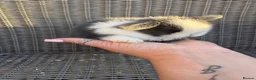 Mini Lop rabbits for sale: Mini lops  - Advert 2