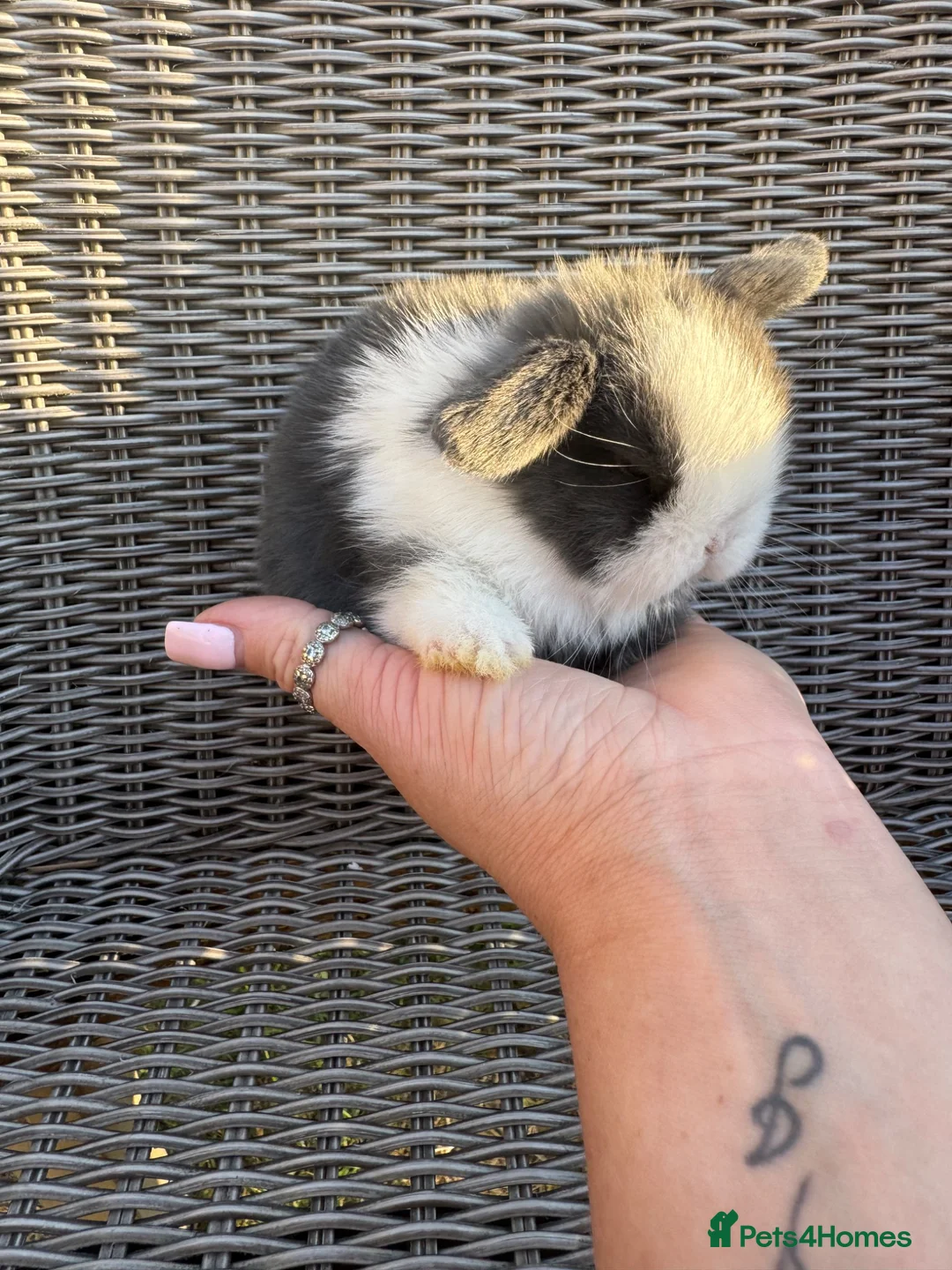 Mini Lop rabbits for sale: Mini lops  - Advert 2