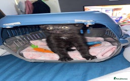 Domestic Shorthair cats for sale: Ready for her forever home  - Image 1