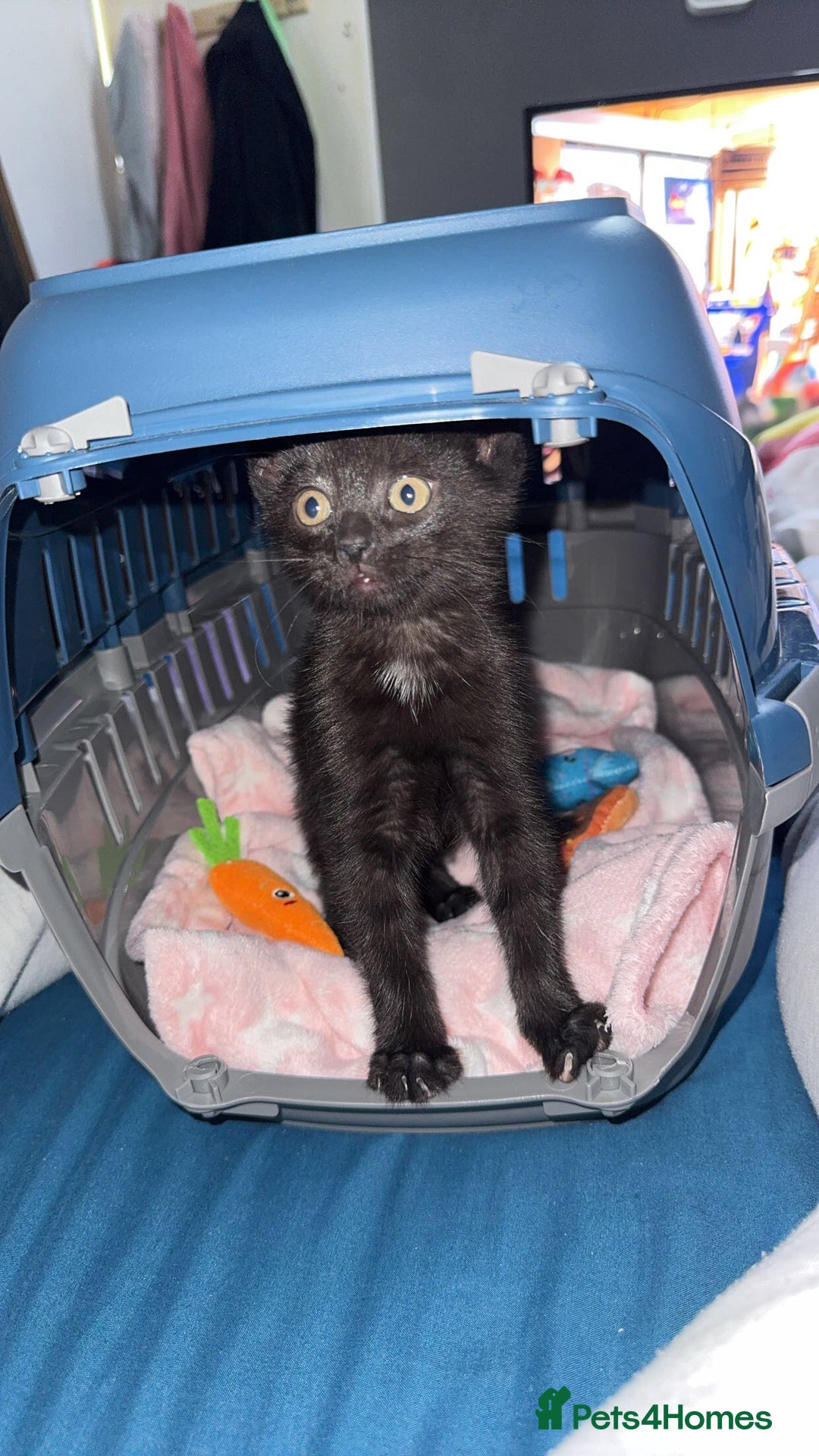 Domestic Shorthair cats for sale: Ready for her forever home  - Image 1