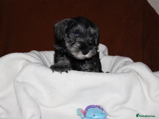 Miniature Schnauzer dogs Charming Mini Schnauzers with KC registration - Advert 4