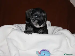 Miniature Schnauzer dogs Charming Mini Schnauzers with KC registration - Advert 14