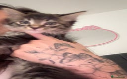 Maine Coon cats for sale: Maine Coon Kitten for sale  - Image 7