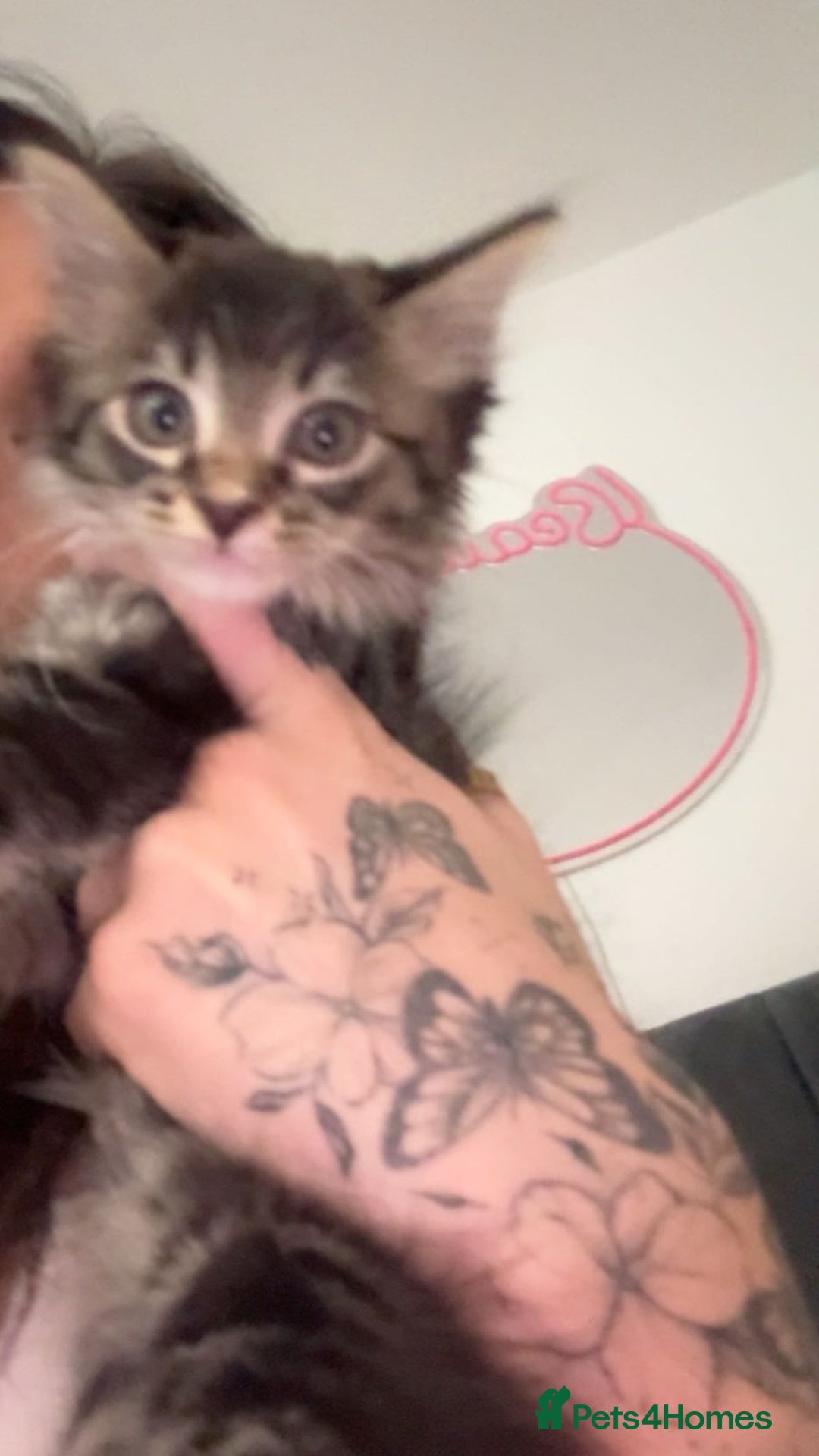 Maine Coon cats for sale: Maine Coon Kitten for sale  - Image 7