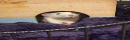 Rat rodents for sale: Sven and Olaf - Advert 3