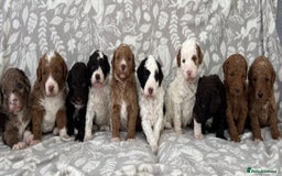 Goldendoodle dogs for sale: Beautiful litter of Goldendoodles  - Image 13