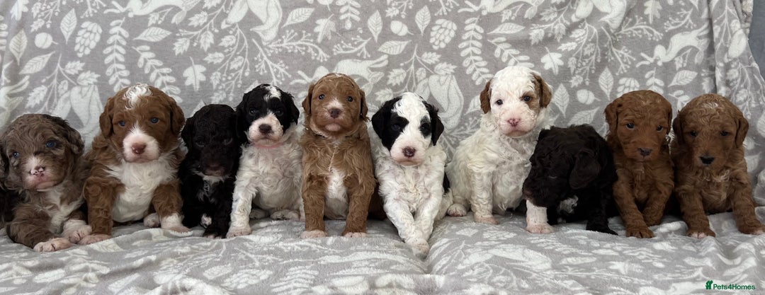 Goldendoodle dogs for sale: Beautiful litter of Goldendoodles  - Image 13