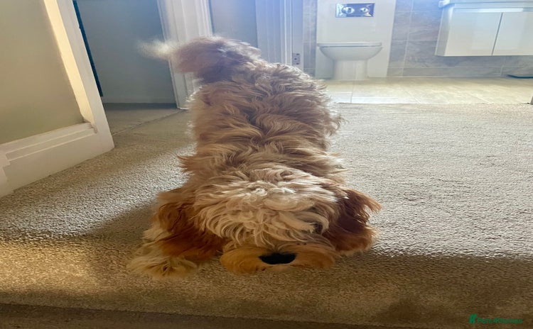 Cavapoo dogs - Advert 3