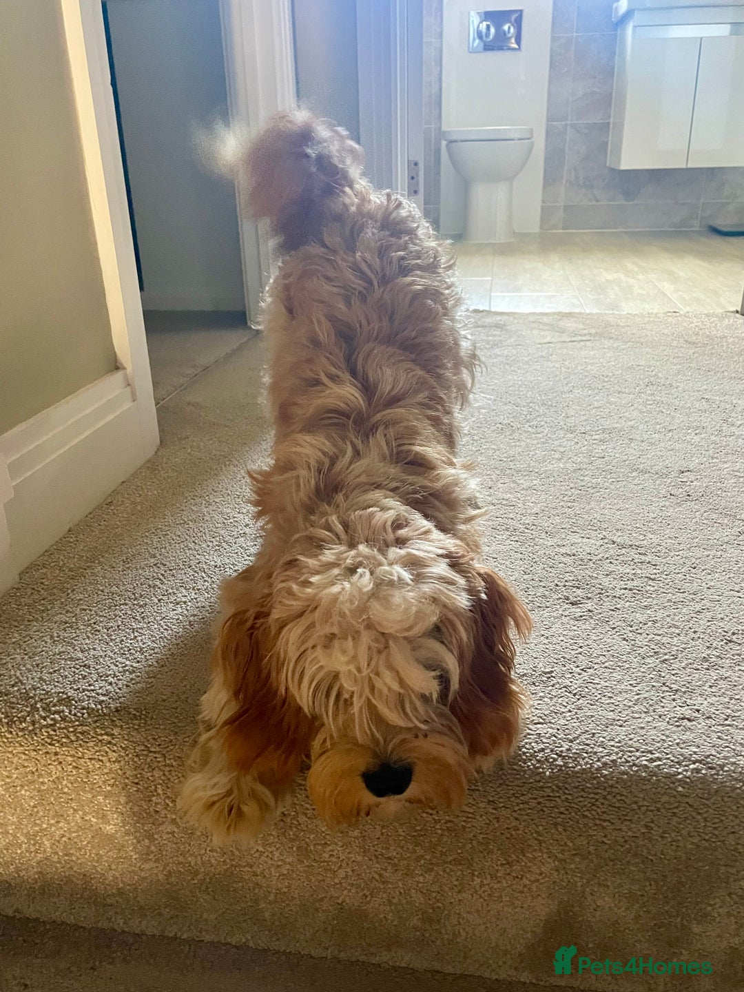 Cavapoo dogs for sale: One year old Female Spayed Apricot Cavapoo  - Image 1