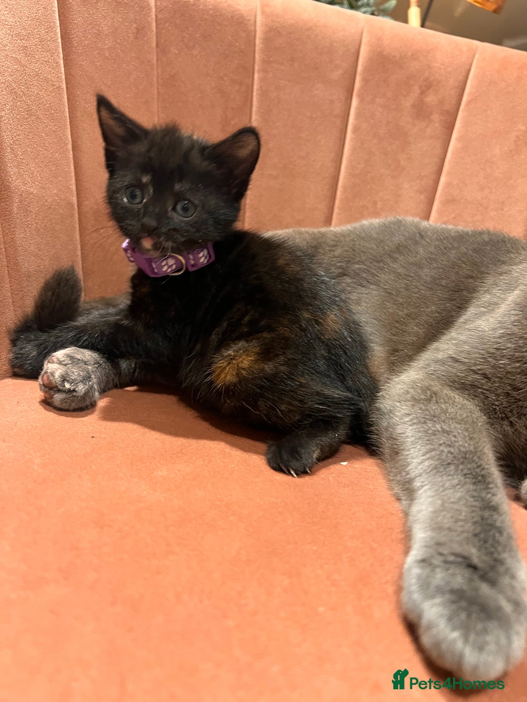 Domestic Shorthair cats for sale: Adorable Tortoiseshell Kittens - Image 22