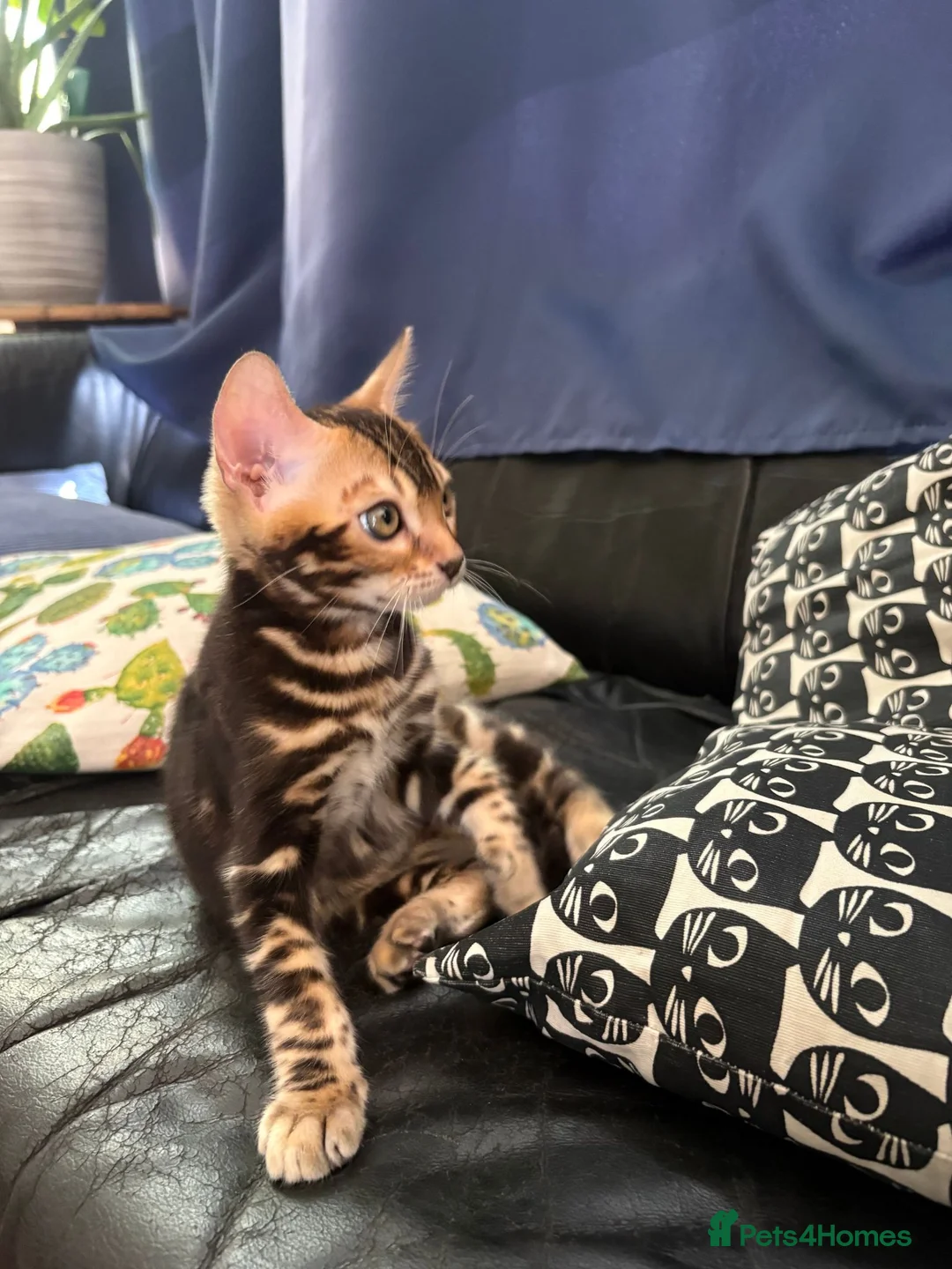 Bengal cats for sale: Stunning Bengal Kittens - Advert 2
