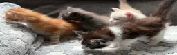 Maine Coon cats for sale: Xl Maine coon kittens health tested parents Tica R - Advert 5