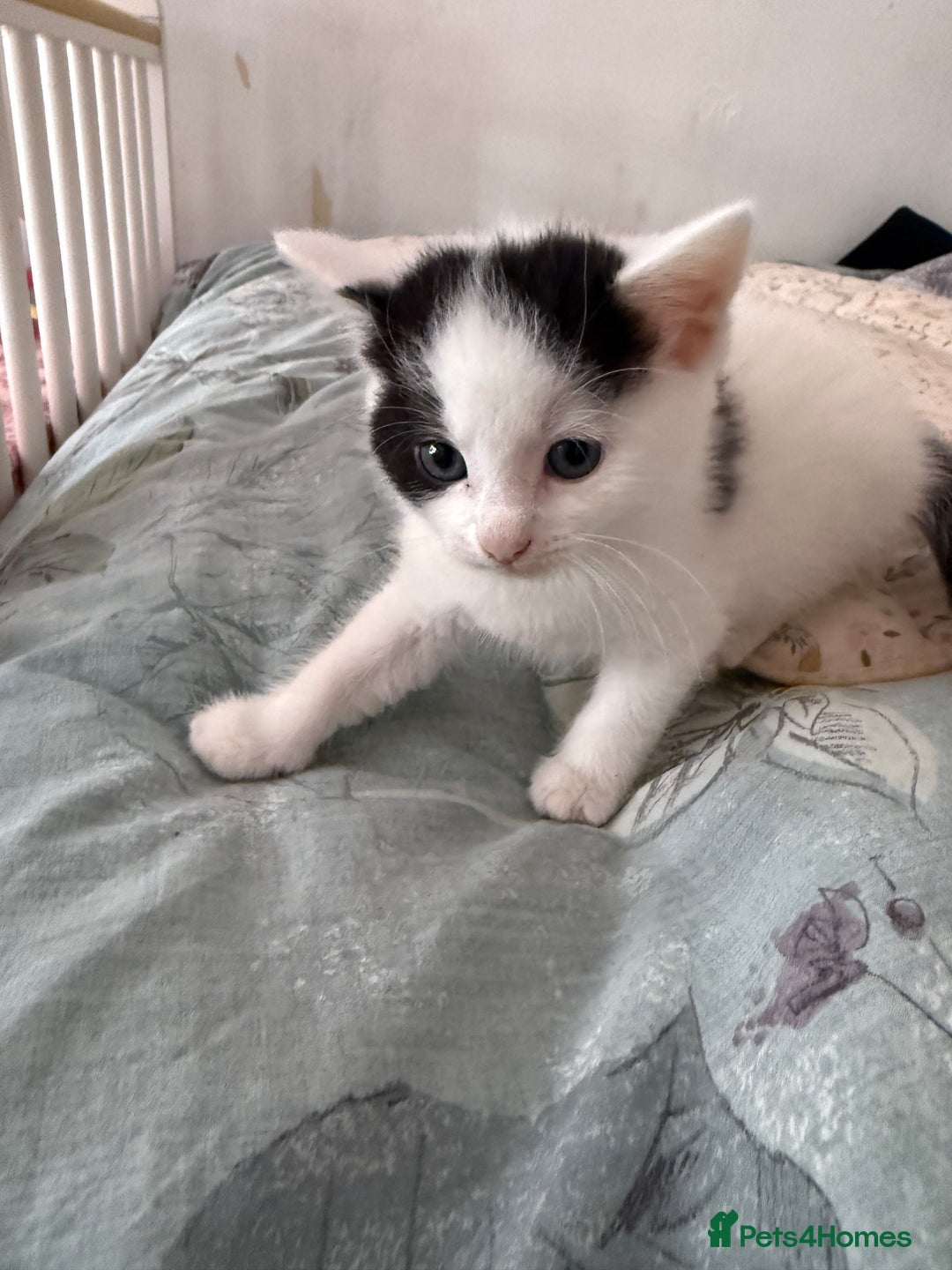 Mixed Breed cats for sale: Kittens  - Image 3