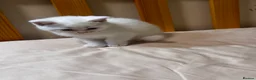 Scottish Fold cats for sale: Scottish Fold & Straight Kittens 🐾 - Advert 21