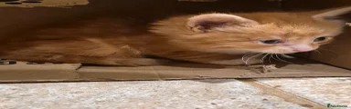 Mixed Breed Kitten 2
