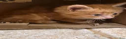 Mixed Breed cats for sale: Stunning ginger kittens - Advert 3