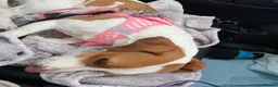 Mixed Breed dogs for adoption: Sylvie (Jack Russell/Dachshund/Beagle mix) - Advert 15