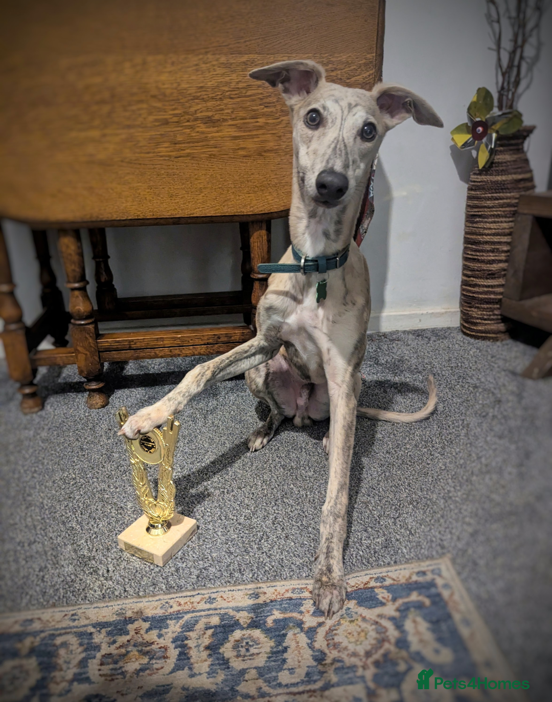 Whippet dogs for stud: KC registered fawn brindle whippet for stud - Image 4