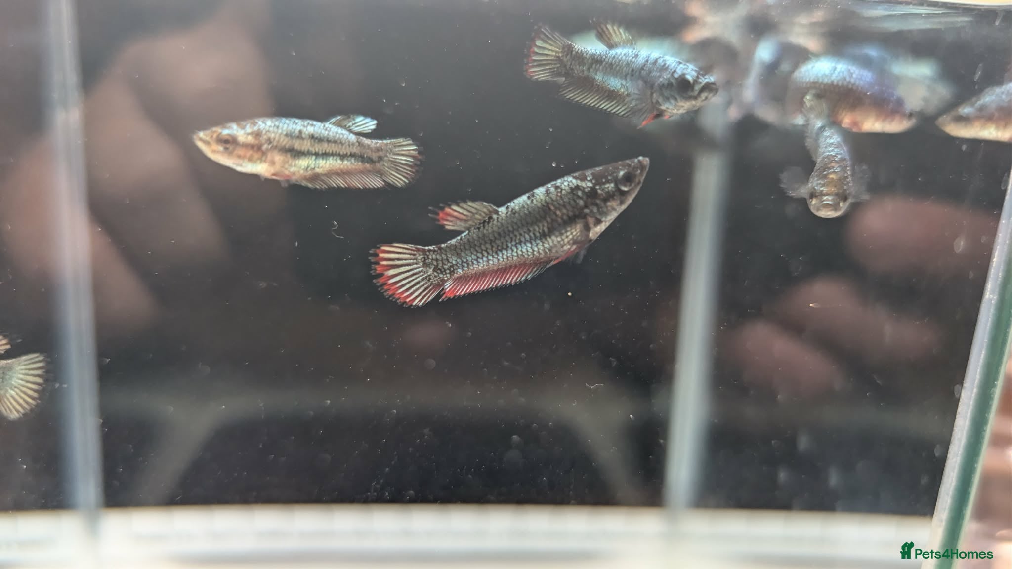 Bettas fish Bettas (Rare) - Advert 2