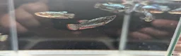 Bettas fish for sale: Bettas (Rare) - Advert 7