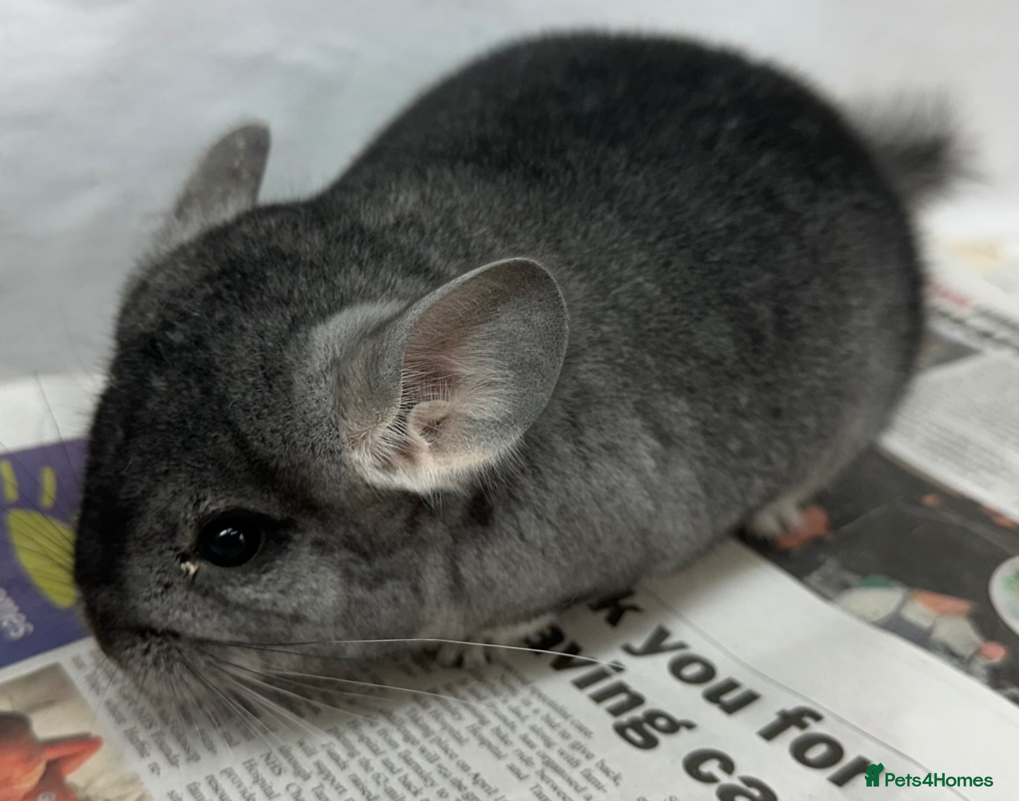 Chinchilla rodents Chipper, fabulously tame Standard boy  - Advert 1