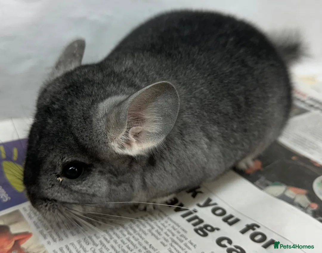 Chinchilla rodents for sale: Chipper, fabulously tame Standard boy  - Advert 1