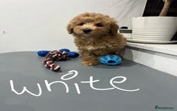 Coton De Tulear dogs for sale: Cotonoodle - Image 3