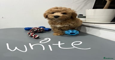 Coton De Tulear dogs - Advert 5