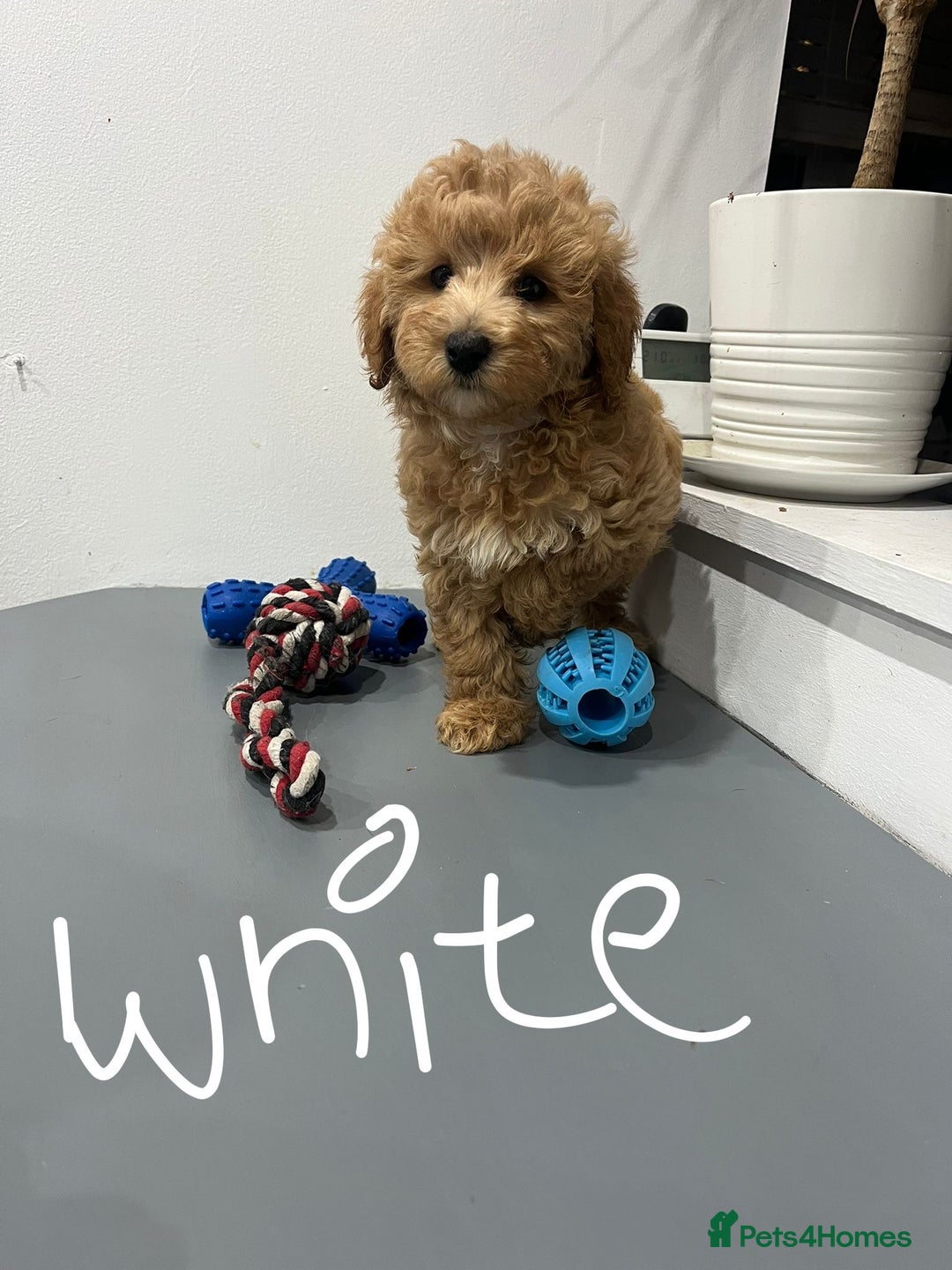 Coton De Tulear dogs for sale: Cotonoodle - Image 3