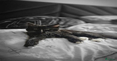 Mixed Breed cats - Advert 9