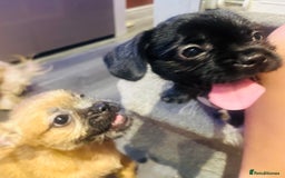 Mixed Breed dogs for sale: Beautiful puppies  - Image 2