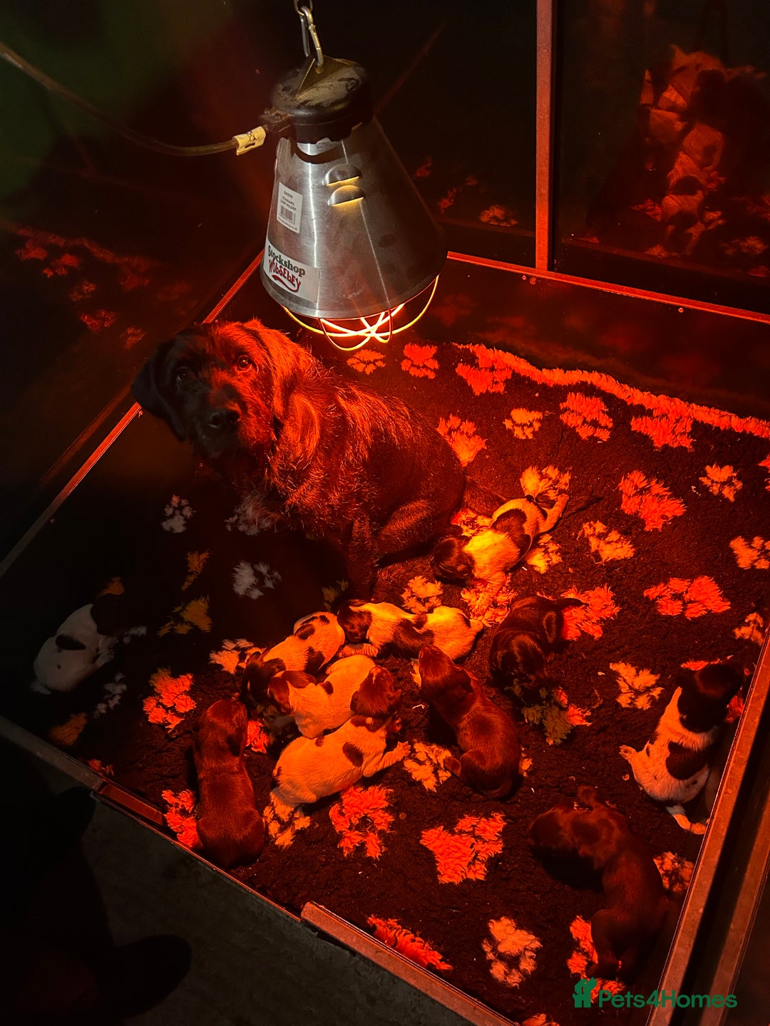 Mixed Breed dogs for sale: German wirehaired pointer x German wirehaired/Lab - Image 24