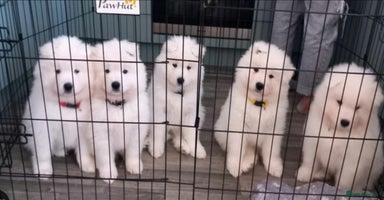 Samoyed dogs - Advert 4