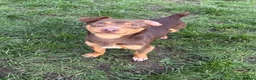 Jack Russell dogs for sale: Jack Russell  - Advert 3