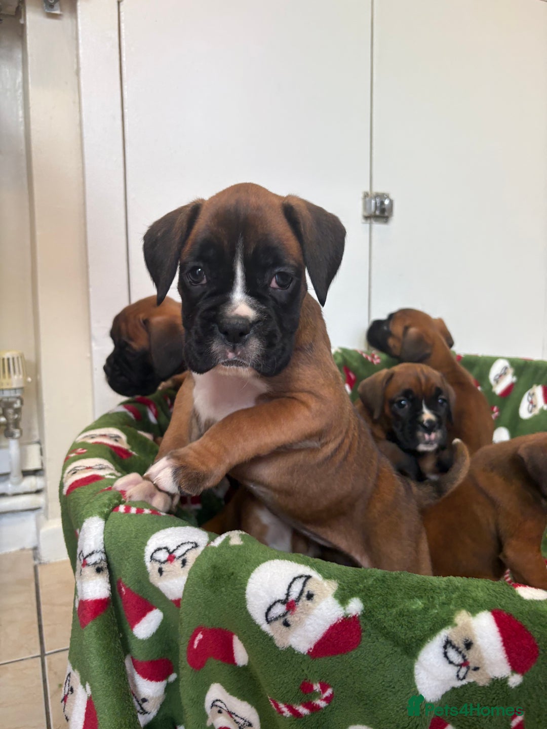 Boxer dogs for sale: Boxer puppy’s  - Advert 12