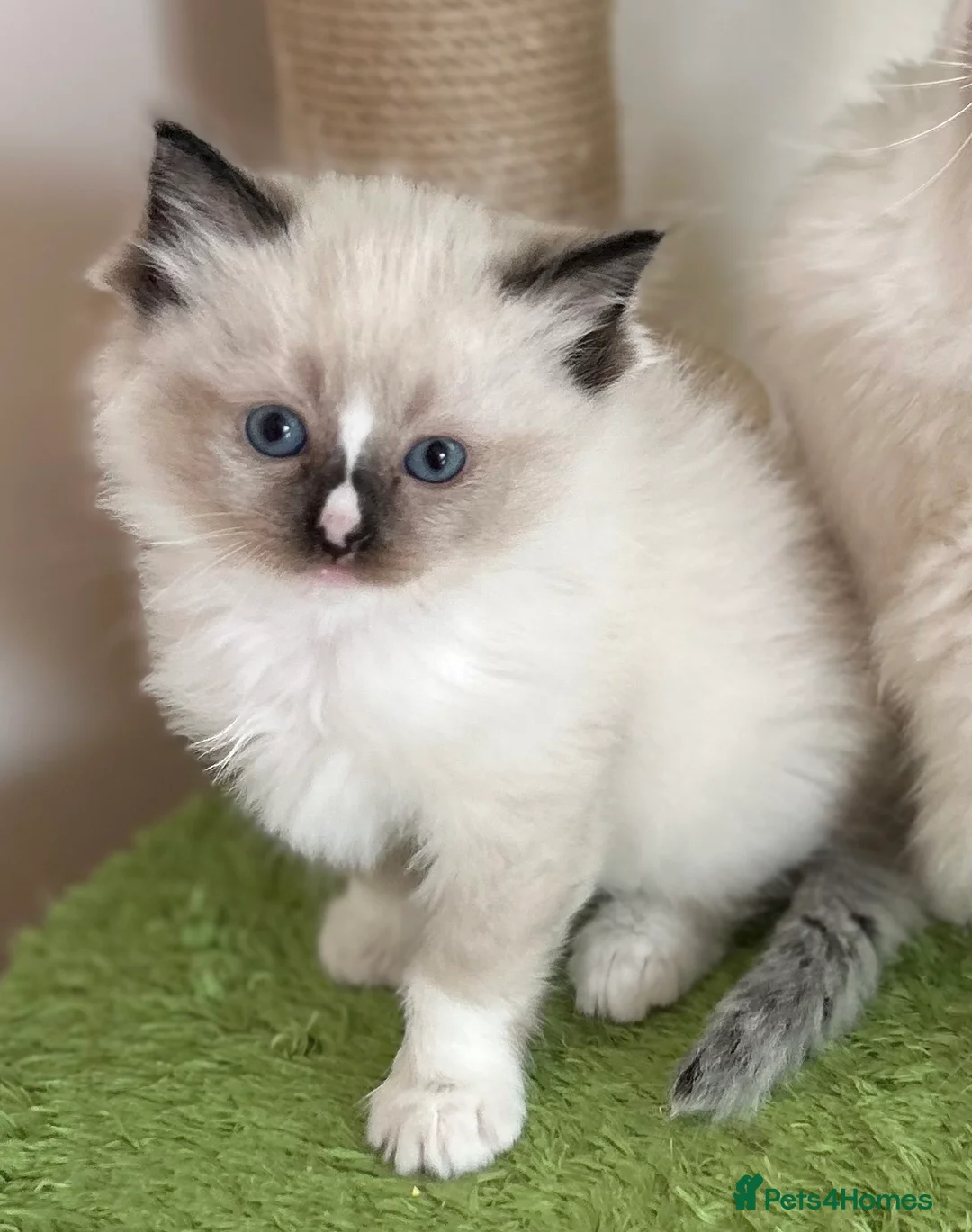 Ragdoll cats for sale: Gorgeous rare Van Ragdoll boy - Advert 14