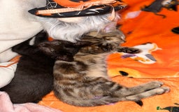 Mixed Breed cats for sale: Tabby and black kittens  - Image 9