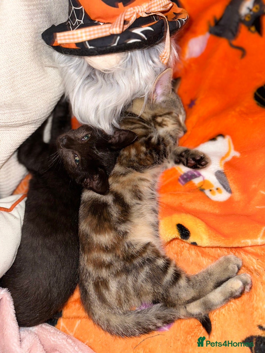 Mixed Breed cats for sale: Tabby and black kittens  - Image 9