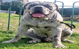 Cane Corso dogs for sale: Look 👀 absolutely stunning cane corso. - Image 22
