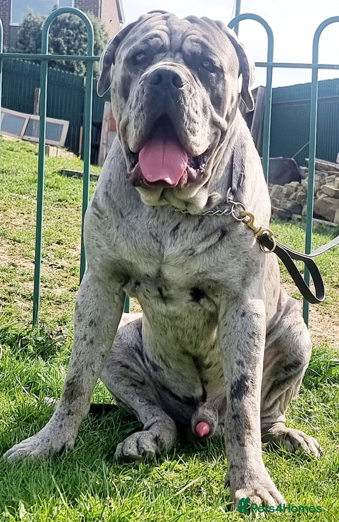 Cane Corso dogs for sale: Look 👀 absolutely stunning cane corso. - Image 22