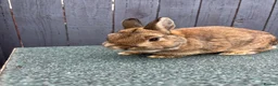 Netherland Dwarf rabbits for sale: Friendly Netherland dwarf rabbit  in Gateshead - Advert 2